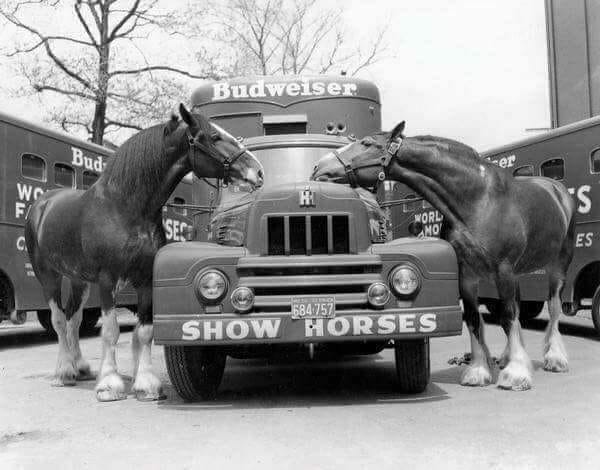 Clydesdale Horses